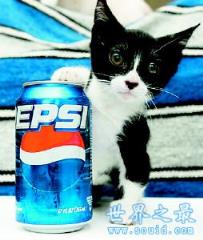 世界上最小的猫,比可乐罐还小(组图)(www.1357vip.com)