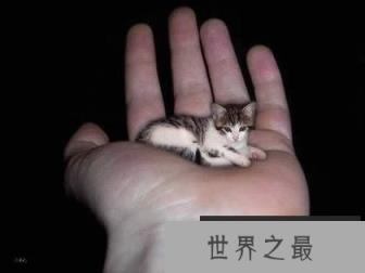 世界上最小的猫,比可乐罐还小(组图)(www.1357vip.com)
