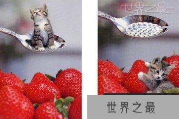 世界上最小的猫,比可乐罐还小(组图)(www.1357vip.com)
