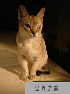 世界上最小的猫,比可乐罐还小(组图)(www.1357vip.com)