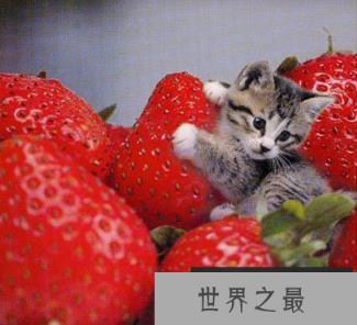 世界上最小的猫,比可乐罐还小(组图)(www.1357vip.com)