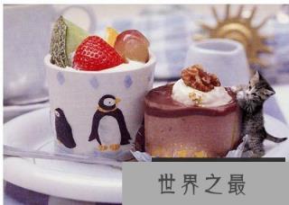 世界上最小的猫,比可乐罐还小(组图)(www.1357vip.com)