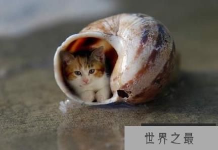 世界上最小的猫,比可乐罐还小(组图)(www.1357vip.com)