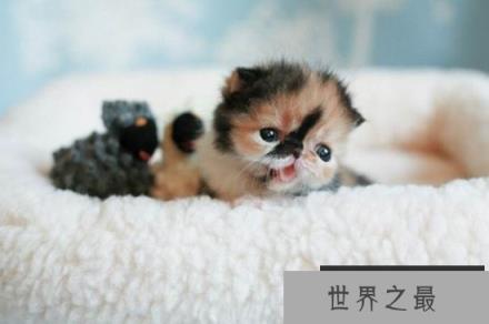 世界上最小的猫,比可乐罐还小(组图)(www.1357vip.com)