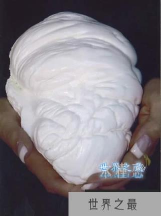 世界上最大的珍珠,老子之珠(如人脑一般大)(www.1357vip.com)
