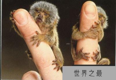 世界上最小的猴子，拇指猴(只有手指头长)(www.1357vip.com)