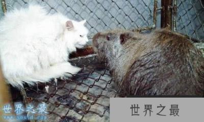 世界上最大的老鼠,1.1米长(比小孩还高)(www.1357vip.com)