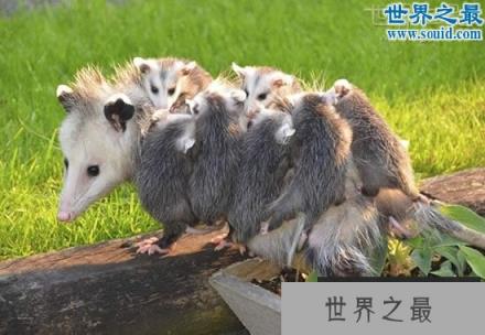 世界上最大的老鼠,1.1米长(比小孩还高)(www.1357vip.com)