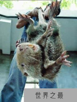 世界上最大的老鼠,1.1米长(比小孩还高)(www.1357vip.com)