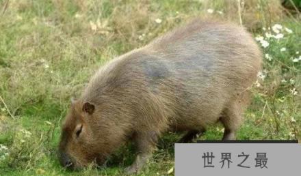 世界上最大的老鼠,1.1米长(比小孩还高)(www.1357vip.com)