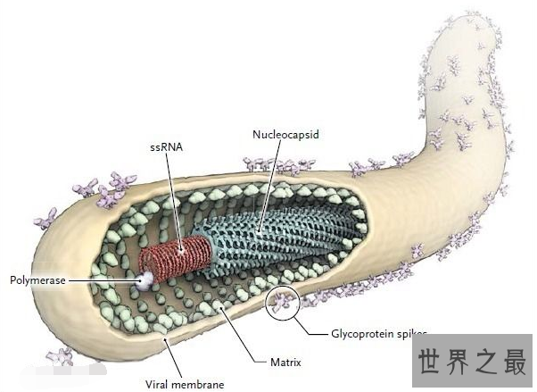 世界破坏力最强的十大病毒 埃博拉位列第一，天花上榜