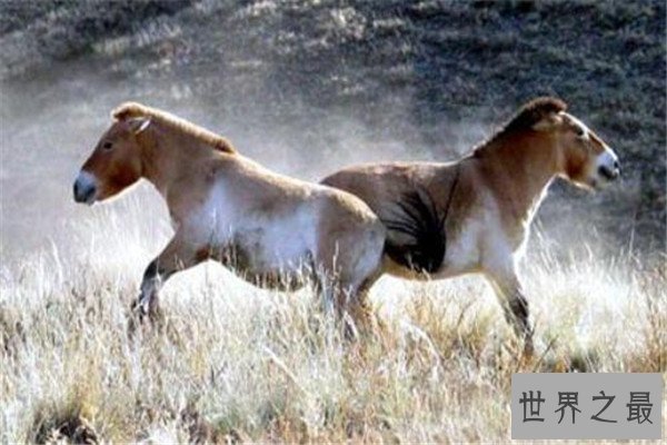 世界最著名十大心理学效应 木桶定律你了解吗