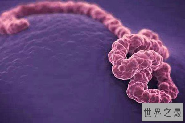 全球十大病毒排行榜