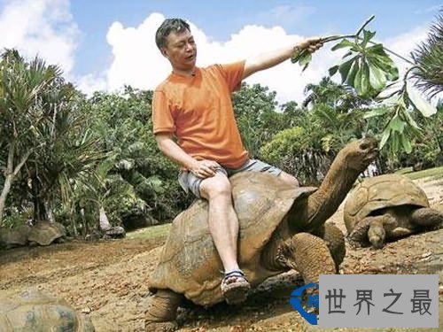 世界上最大的陆生乌龟