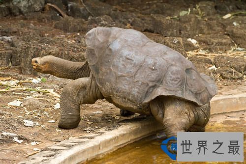 世界上最大的陆生乌龟