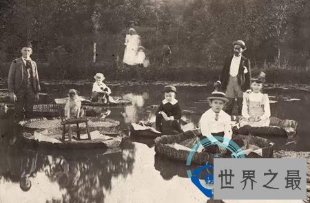 班森博士的睡莲叶子