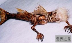 世界上最美的美人鱼,邓超的美人鱼笑岔气