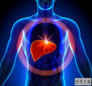 肝脏为什么是人体最大的解毒器官