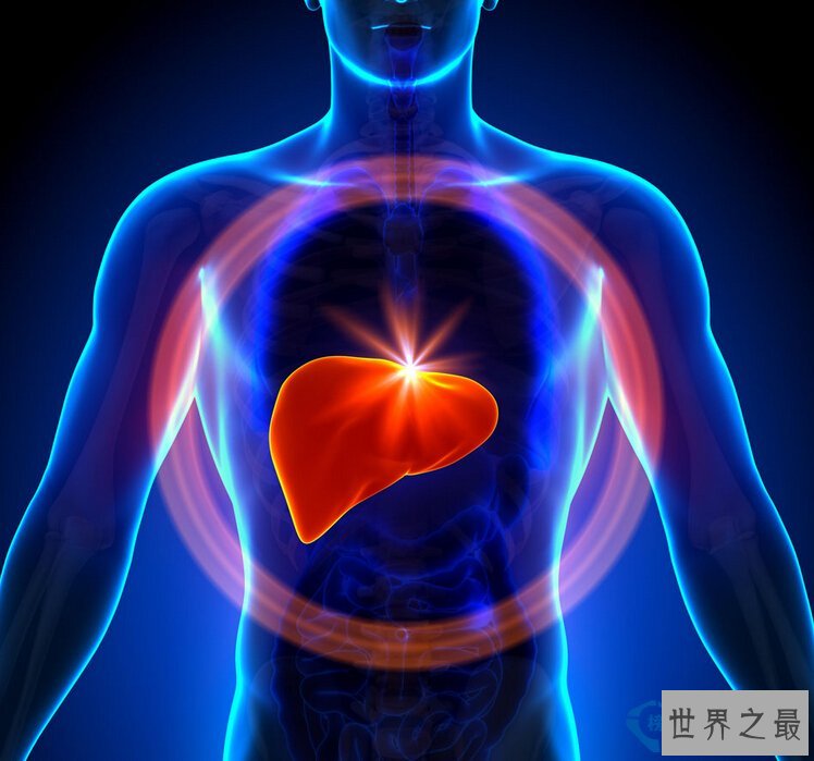 肝脏为什么是人体最大的解毒器官