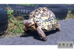 世界最奇葩十大吉尼斯纪录 不可思议的记录，你听说过吗