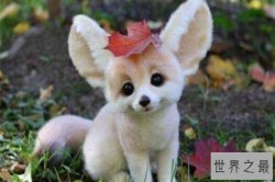 全球十大最可爱的动物 熊猫也分大小 个个萌化你的心