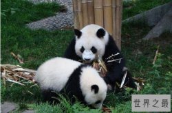 全球十大最可爱的动物 羊驼上榜，第六被称为“猫中王子”