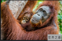 全球十大最累的动物：雌性野兔上榜，它是造屋小能手