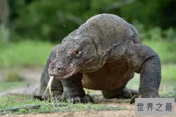 世界上十大最凶猛的蜥蜴，科莫多龙上榜，第十会断尾