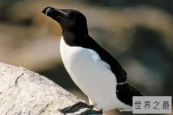 十大灭绝动物，第一被称为北极企鹅，北美白狼上榜