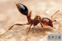 世界上最强的十大蚂蚁，火红蚁曾入侵美国，第四可当宠物养