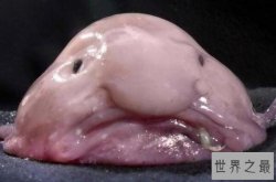 世界上最丑的十种鱼 尖牙鱼上榜，第九性情凶猛