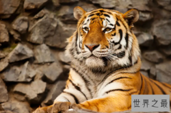 世界上最厉害的动物十大排名，“万兽之王”狮子，第十智商最高