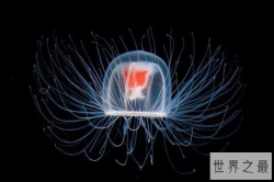 寿命最长的海洋生物排名，海龟只能排最后，第一名能长生