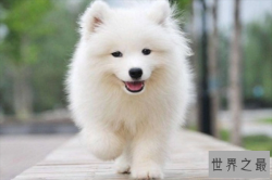 十大最能拆家的狗狗，微笑天使上榜，第六是拆家之王