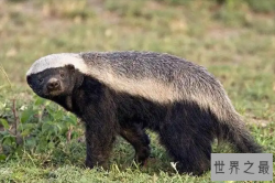 世界十大最好战的动物，平头哥上榜，第六被称为东方水貂