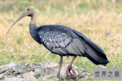 世界十大最稀有的鸟类，菲律宾国鸟上榜，第二最神出鬼没