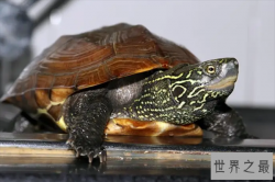 十大药用价值高的龟，中华鳖上榜，第八长得像鳄鱼