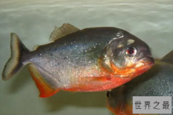 世界十大食人鱼，红腹食人鱼排第一，第三是S属水虎品种