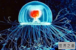 世界十大最长寿的海洋动物，灯塔水母排第一，第十被称为活化石