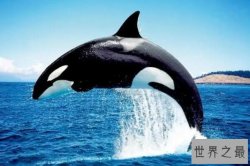 没有天敌的十大动物排名，海中霸王登顶，第四居住地最冷