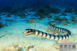 中国十大毒蛇排名，眼镜王蛇上榜，第七药用价值高