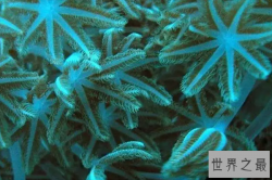 最美的10大海洋动物，第八是海洋之花，第九形状像灯泡