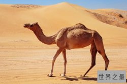 十大反刍动物常见的，牛占据榜单三位，第一可数天不喝水