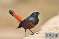 十大有毒鸟类，蓝顶鹛鸫上榜，第一毒性最强