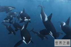 现代海洋十大霸主排名，第六被称活化石，第八商业价值高