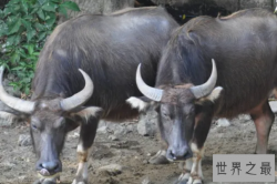 最凶猛的牛十大排名，白袜子排第二，第五体型最大