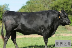 世界十大肉牛品种，第一日本和牛，第五口感细腻鲜美