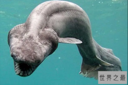 十大古老海洋动物，第三可活100岁，第九出现时间比恐龙早