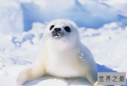 海洋生物十大可爱生物，海洋之舟排第二，第七名为萌萌哒