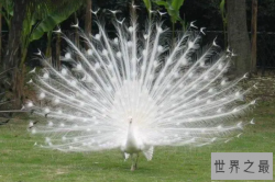 世界十大最美的鸟，第一是白孔雀，天鹅上榜